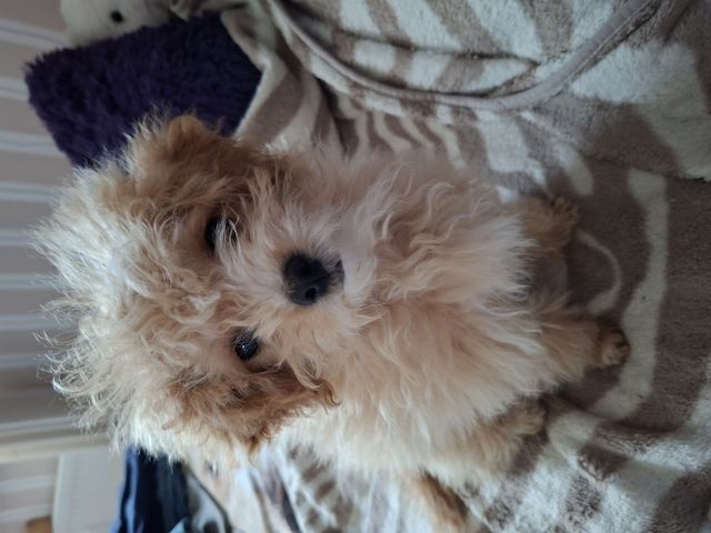 Zuckersüßer Maltipoo-Welpe zu verkaufen | Süßer Hund sucht sein neues Zuhause!