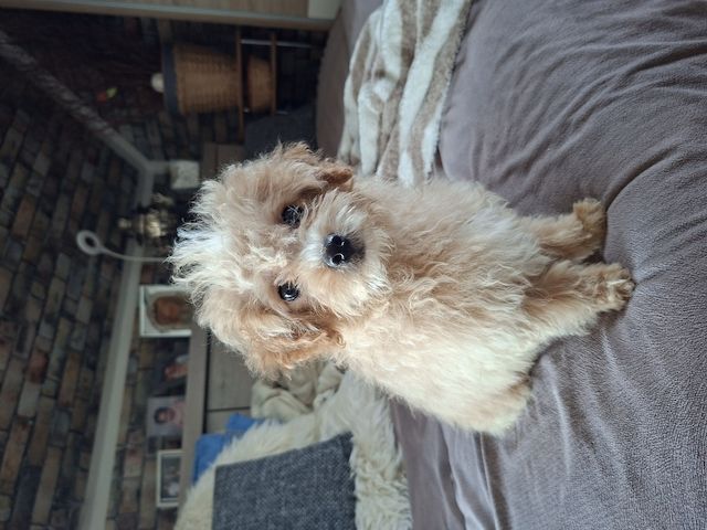 Zuckersüßer Maltipoo-Welpe zu verkaufen | Süßer Hund sucht sein neues Zuhause!