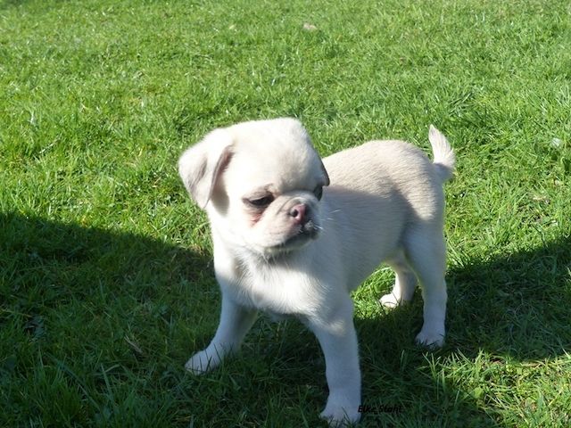 Altdeutsche Mopswelpen, frei atmend, mit Stammbaum