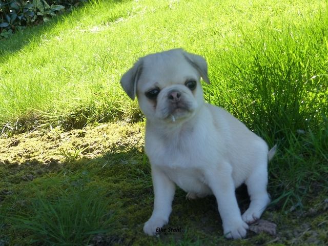 Altdeutsche Mopswelpen, frei atmend, mit Stammbaum