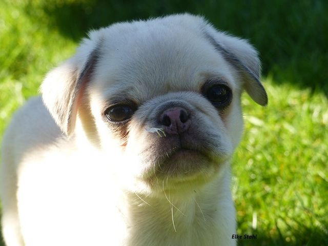 Altdeutsche Mopswelpen, frei atmend, mit Stammbaum