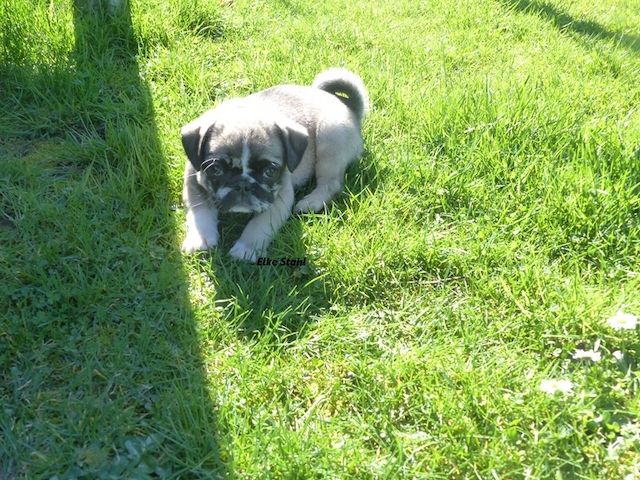 Altdeutsche Mopswelpen, frei atmend, mit Stammbaum