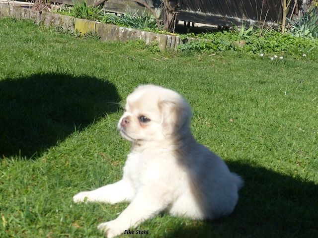 Altdeutsche Mopswelpen, frei atmend, mit Stammbaum