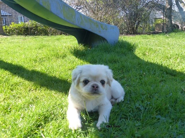 Altdeutsche Mopswelpen, frei atmend, mit Stammbaum