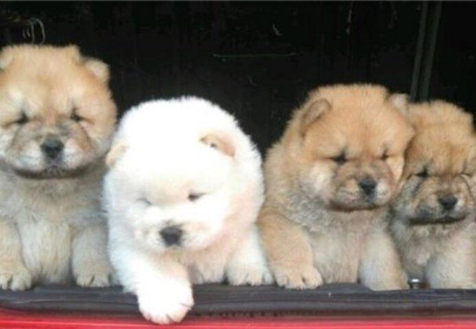 Chow-Chow-Welpen abzugeben