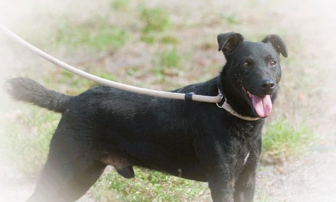 Mattheus - ein sanfter Begleiter