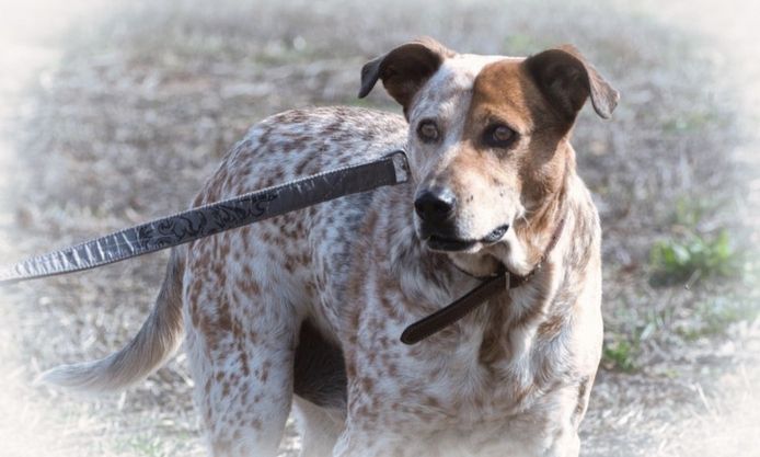 Duke - ein Schatz mit Handicap