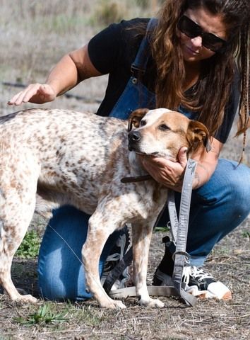 Duke - ein Schatz mit Handicap