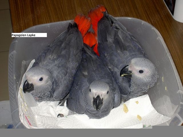 Kongo-Graupapageienbabys, super zahm und sehr lieb.