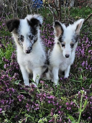 Sheltie Merle Jungen FCI