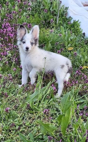 Sheltie Merle Jungen FCI