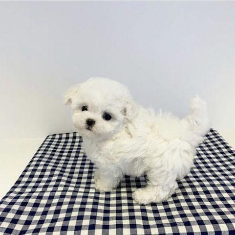 Gesunde Malteserwelpen zur Adoption