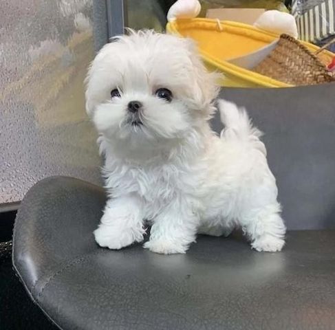 Gesunde Malteserwelpen zur Adoption