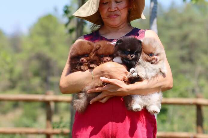 Niedliche Pomeranian-Welpen zu verkaufen