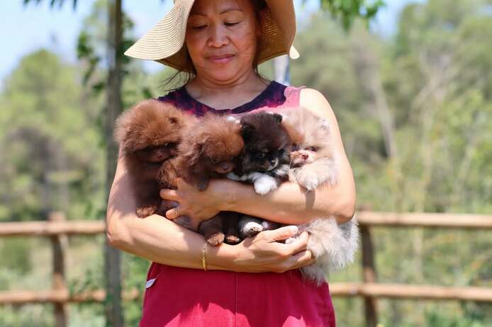 Niedliche Pomeranian-Welpen zu verkaufen