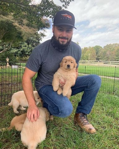 Herausragende Golden-Retriever-Welpen