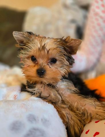 Entzückende Yorkshire Terrier Welpen im Miniaturformat