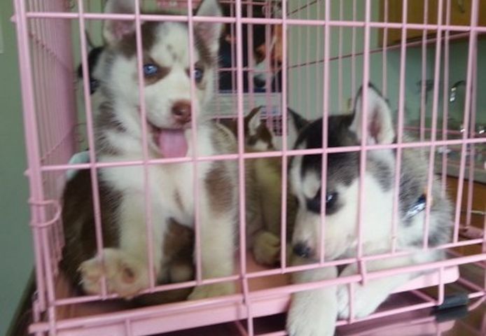 Blauäugige Siberian Husky Welpen suchen ein neues Zuhause