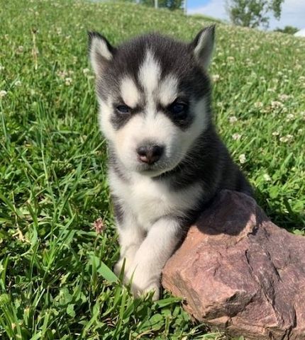 Blauäugige Siberian Husky Welpen suchen ein neues Zuhause