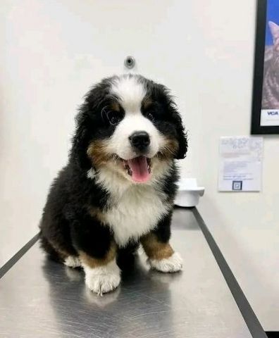 Wunderschöne Berner Sennenhundwelpen