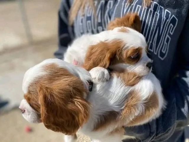 Cavalier King Charles Welpen zu verkaufen