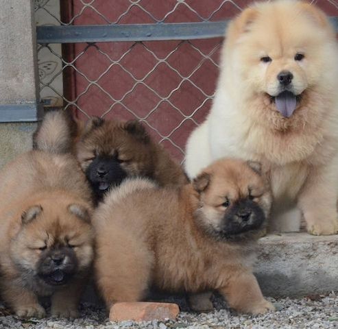 Bezaubernde Chow-Chow-Welpen suchen ein neues Zuhause.