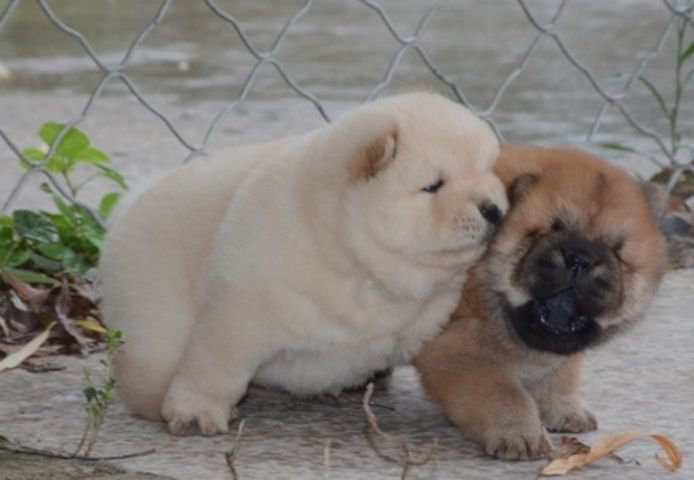 Bezaubernde Chow-Chow-Welpen suchen ein neues Zuhause.
