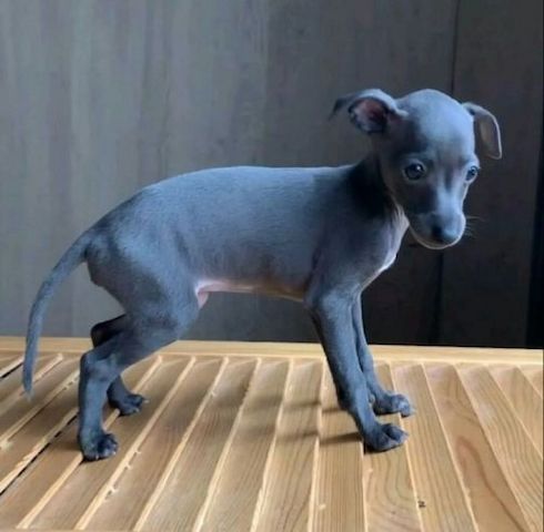 Blaue italienische Windhundwelpen