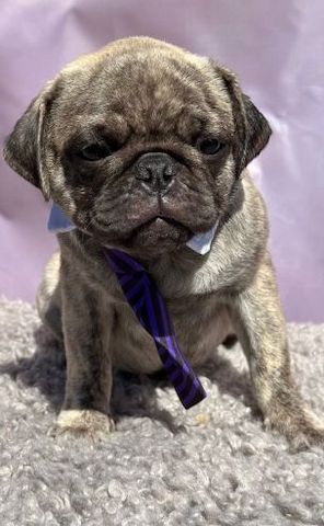 Perfekte Mops-Welpen