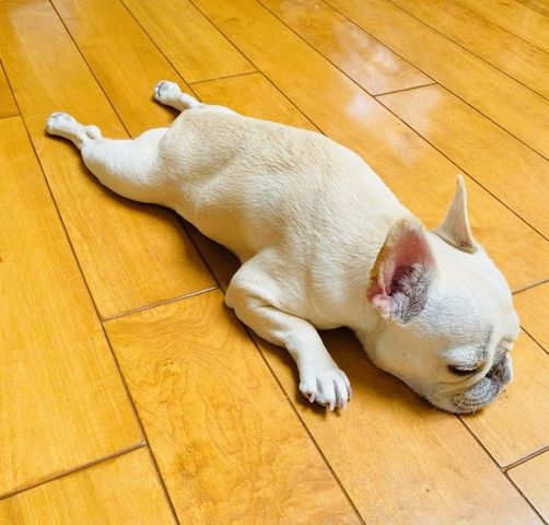 Französische Bulldoggenwelpen sind verfügbar