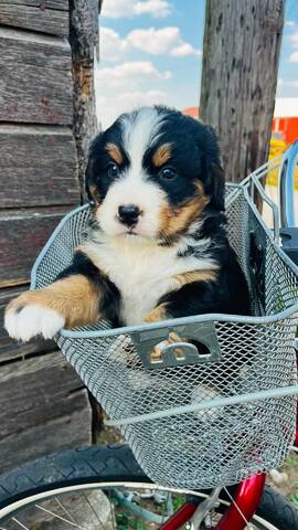 Berner Sennenhundwelpen