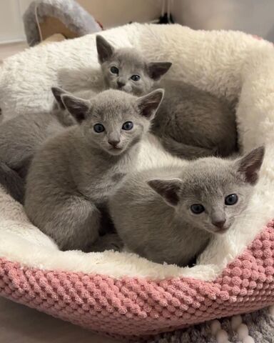 Atemberaubende, nicht haarende Russisch Blau Kätzchen