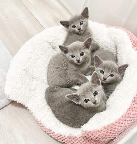 Atemberaubende, nicht haarende Russisch Blau Kätzchen