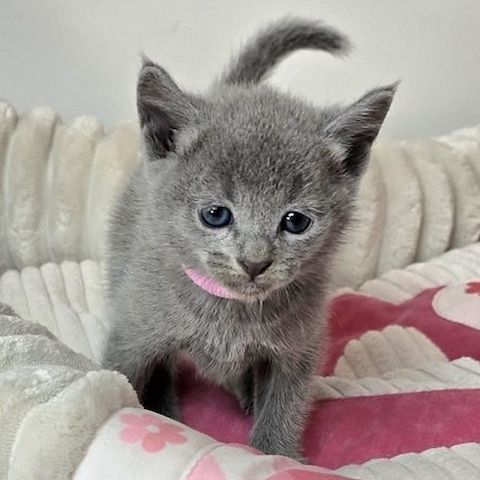 Wunderschöne reinrassige blaue russische Kätzchen ab sofort abgabebereit