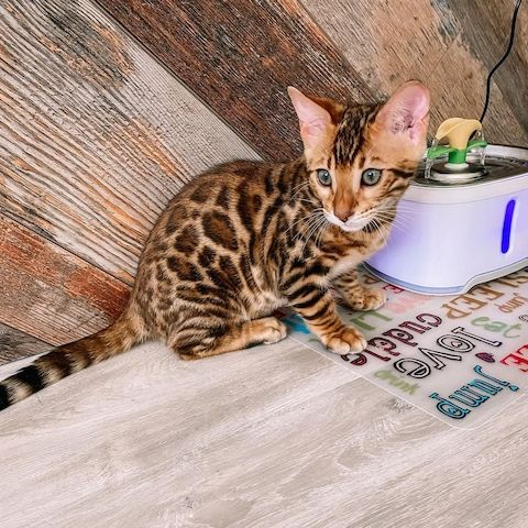 Zuneigungsvolle Tica-Bengal-Kätzchen jetzt verfügbar