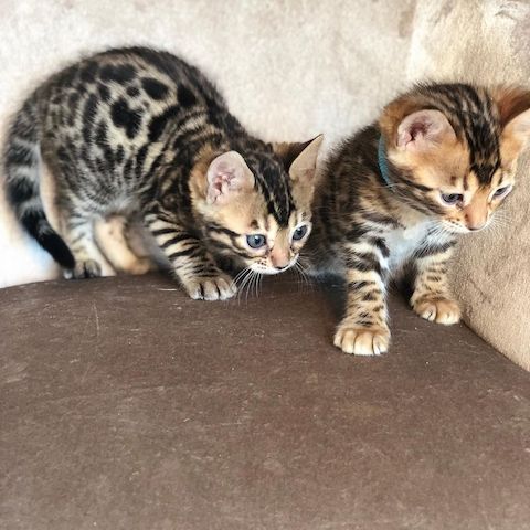 Zuneigungsvolle Tica-Bengal-Kätzchen jetzt verfügbar