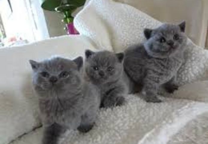 Britisch Kurzhaar-Kätzchen