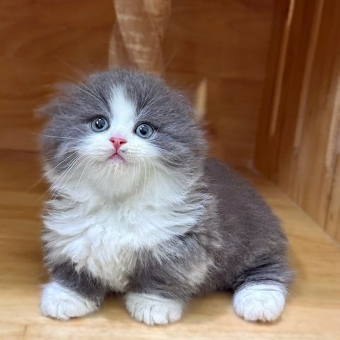 Entzückende Munchkin-Kätzchen 🐾