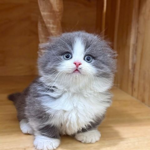 Entzückende Munchkin-Kätzchen 🐾