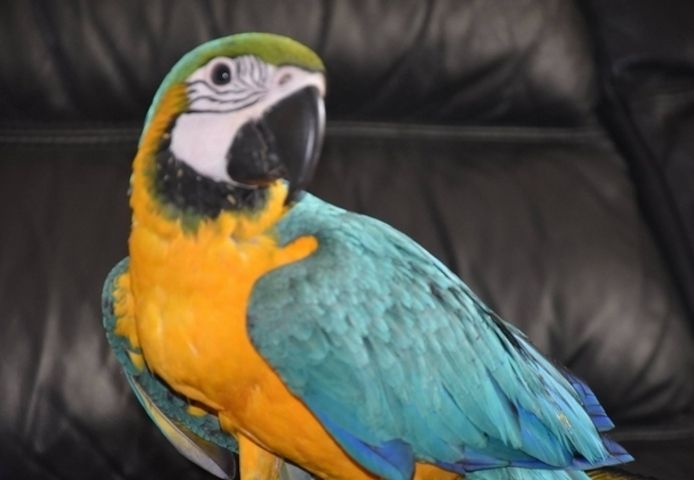 Blau-Gelber Ara sucht neues Zuhause