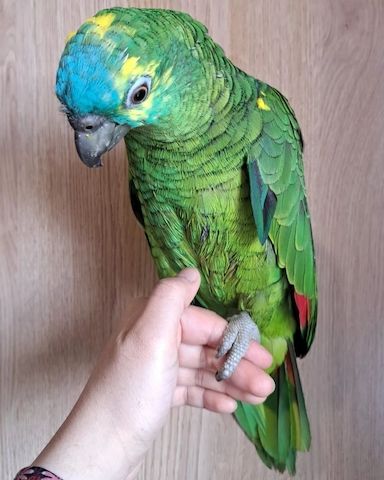 Blaustirnamazonen abzugeben