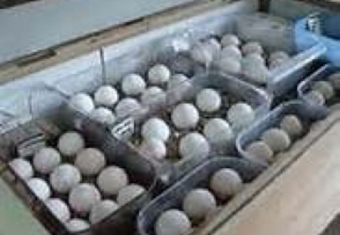 Papageien und befruchtete Eier erhältlich