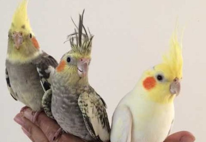 Zwei Nymphensittiche suchen ein neues Zuhause