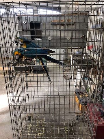 Blau-Gelbes Ara-Brutpaar