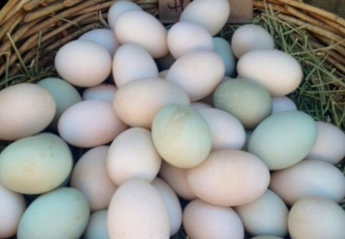 Gesunde Papageien, Graupapageien, Kakadus und befruchtete Eier zu verkaufen