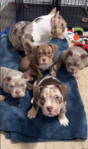 10 Wochen alte American Pocket Bullys