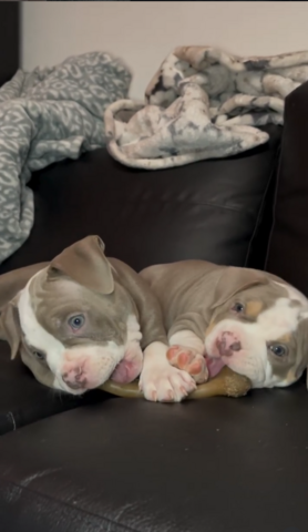 American Bully Pocket Welpen zu verkaufen