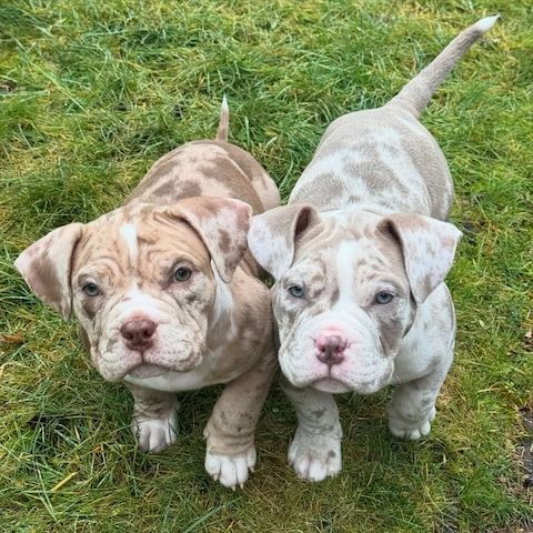 American Bully Pocket Welpen zu verkaufen