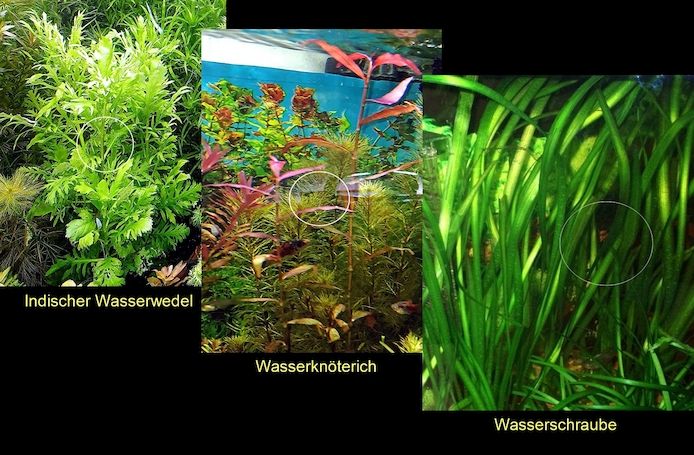 Ind. Wasserwedel, Knöterich, Wasserschraube, Wasserpflanze, ab 2€