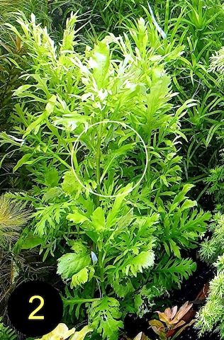 Ind. Wasserwedel, Knöterich, Wasserschraube, Wasserpflanze, ab 2€